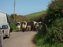 cows crossing the road blocking the traffic, dingle, kerry countryside